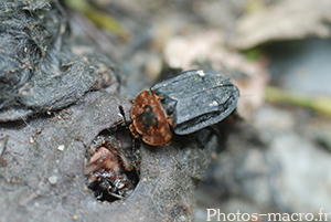 Oiceoptoma thoracica